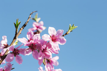 Peach blossom