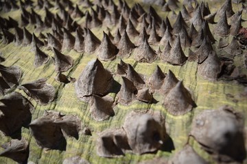 Tree. Prickles of exotic wood