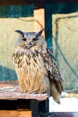 Owl