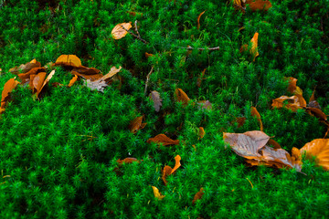 Autumn leaves of oak on green moss