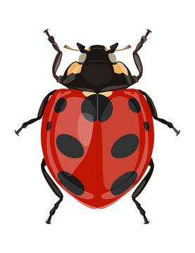 Icon painted ladybug. Beetles. Vector illustration