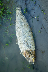 Naklejka premium Dead fish in the water without a head