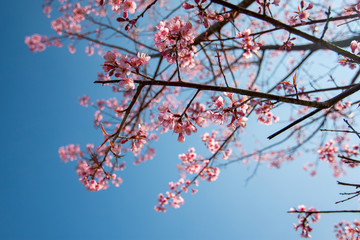 Selective focus of pink flower or  Wild Himalayan Cherry(Prunus cerasoides), Sakura in Thailand, with blue sky background at  Phu Lom Lo, Loei province, Thailand