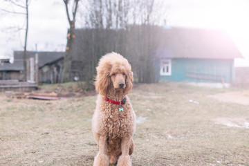 standard poodle apricot color.