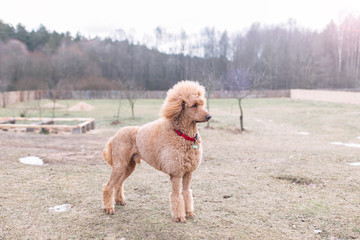 standard poodle apricot color. Aristocratic dog for a walk.