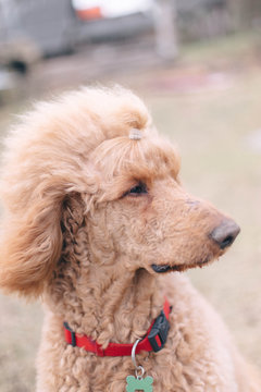 standard poodle apricot color. Aristocratic dog for a walk.