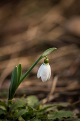 Beautiful white snowdrops flowers (Galanthus nivalis) at spring in the forest.