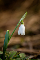 Beautiful white snowdrops flowers (Galanthus nivalis) at spring in the forest.