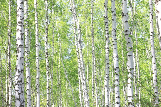 Fototapeta Beautiful young birch trees with green leaves in summer in sunny weather