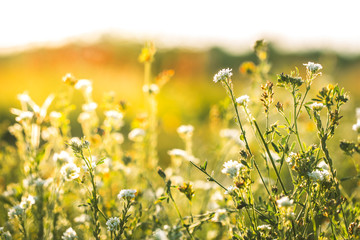 Obraz premium Nature. Meadow flowers in sunny field in spring