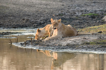 Zwei Löwinnen am Wasserloch, eine trinkt und eine schaut in die Kamera