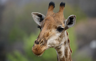 Schöne männliche junge Giraffe