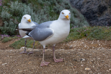 Two of angry seagulls on the rocky blossoming coast in Brittany in spring sunny day, France.