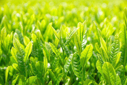 お茶の葉