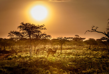 Typische afrikanische Savanne im Sonnen untergagn mit Antilopen im Vordergrund
