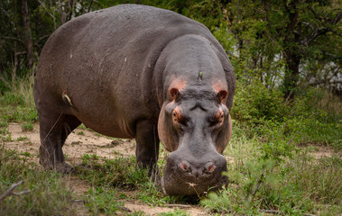 Flusspferd (Nilpferd, Hippo) grasend an Land