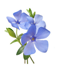 Fototapeta premium bright violet wild periwinkle flower bouquet