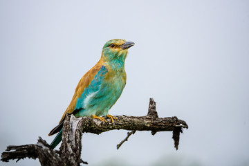 Vogel (Blauracke, Mandelkrähe, Coracias garrulus, European Roller) auf einem Ast mit Blick nach rechts