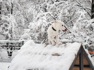Plakat White dog on white snow background