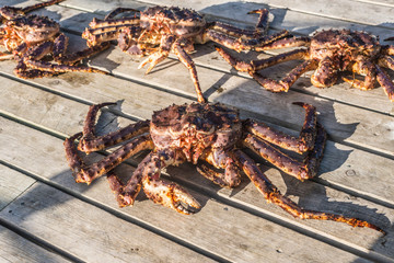King crab caught in Norwegian waters.
