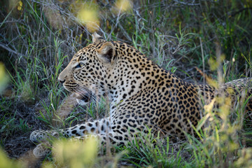 Junger männlicher Leopard, fotografiert von der Seite (Seitenprofil), aufegenommen im Kruger National Park, Südafrika