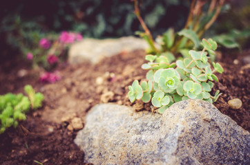rock-garden
