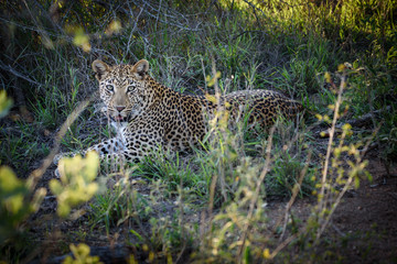 Fototapeta na wymiar Ganzkörperaufnahme eines jungen männlichen Leoparden mit Blick in die Kamera (Kruger National Park)