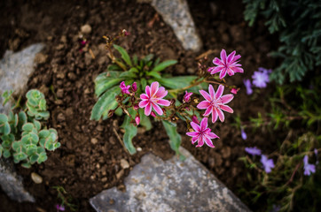 rock-garden