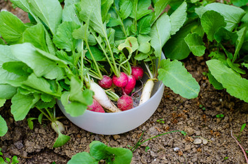 bowl of radish