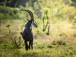 Männliche Rappenantilope (Sable) im Morgenlicht