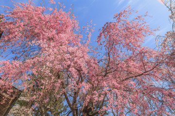 春の長谷堂城址の風景