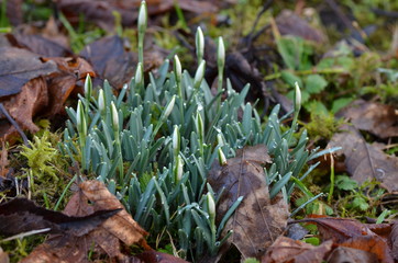 Schneeglöckchen mit geschlossenen Blüten
