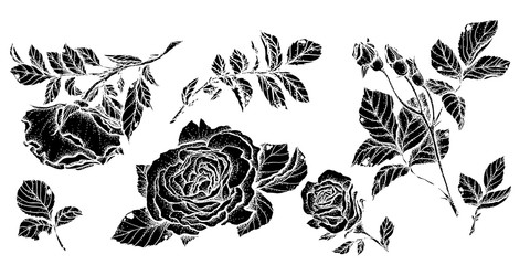 Flower set highly detailed hand drawn roses.