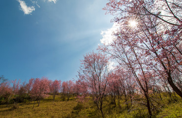 Obraz na płótnie Canvas Beautiful landscape of pink flower or Wild Himalayan Cherry(Prunus cerasoides), Sakura in Thailand, with blue sky and sun on background at Phu Lom Lo, Loei province, Thailand.