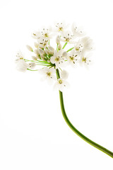 白い小さな花を持つアリウム