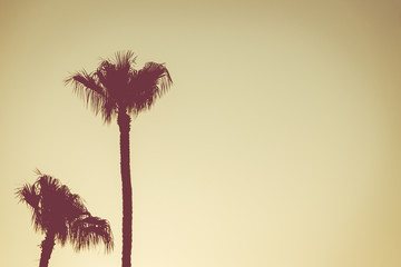 Background Image of Two Palm Trees With Yellow Sunset Sky and Copy Space