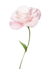 Beautiful Eustoma flower isolated on white background