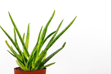 Aloe Vera im Blumentopf auf weißem Hintergrund