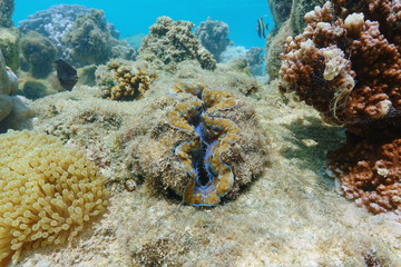 Naklejka na ściany i meble Bivalve mollusk maxima clam, Tridacna maxima, underwater in the Pacific ocean, French polynesia
