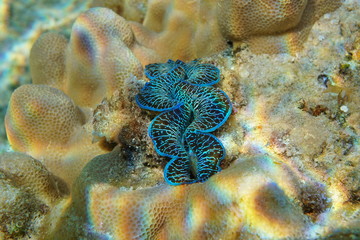 A blue mollusk maxima clam, Tridacna maxima, underwater in the Pacific ocean, Rarotonga, Cook islands © dam