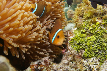 Tropical fish orange-fin anemonefish, Amphiprion chrysopterus, hidden in sea anemone tentacles, underwater Pacific ocean, Rarotonga, Cook islands
