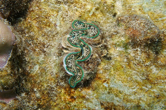 A maxima clam Tridacna maxima, bivalve mollusk underwater, Pacific ocean, Rarotonga, Cook islands