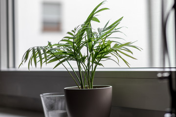 Zimmerpflanze am Fenster