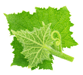 Young cucumber leaves isolated on a white. Detailed retouch.