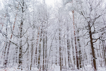 Waldblick im verschneiten Winter