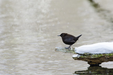 カワガラス(Brown Dipper)