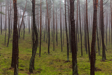 Gęsta mgła w lesie w Polsce