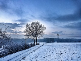 Einsamer Baum im Winter