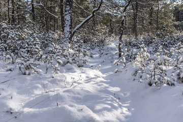 Tiefschnee im Tannenwald