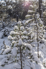 Schneebedeckte Tannenbäume im Winterwald